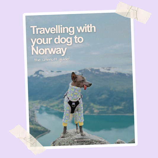 Taking Your Dog to Norway from the UK: The Ultimate Guide (2026)