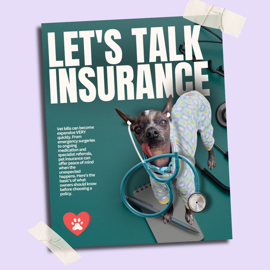 a simple guide to insurance for a dog in the uk,  featuring xolo chicken discussing which dog insurance is best and what you need to know