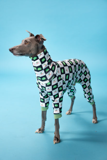 iggy clothing on an italian greyhound looking up in studio, ready for playtime!