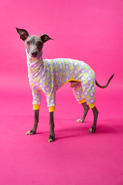 bold dog clothing on a small iggy. showing the fit on long bodies and deep chests. the pattern of the dog onesie has animals and fruit. 