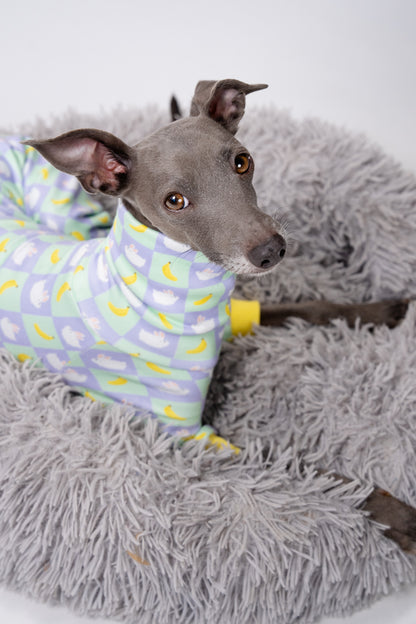 A cute italian greyhound in pjs snuggled up on a donut dog bed, ready for a cosy bedtime. 