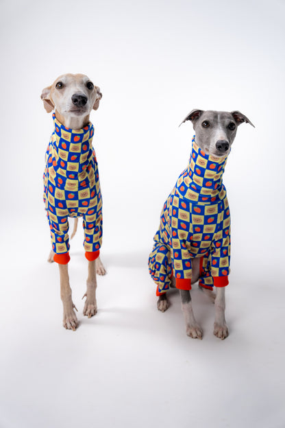 two whippets looking to camera in 4-legged stylish medium dog clothing. 