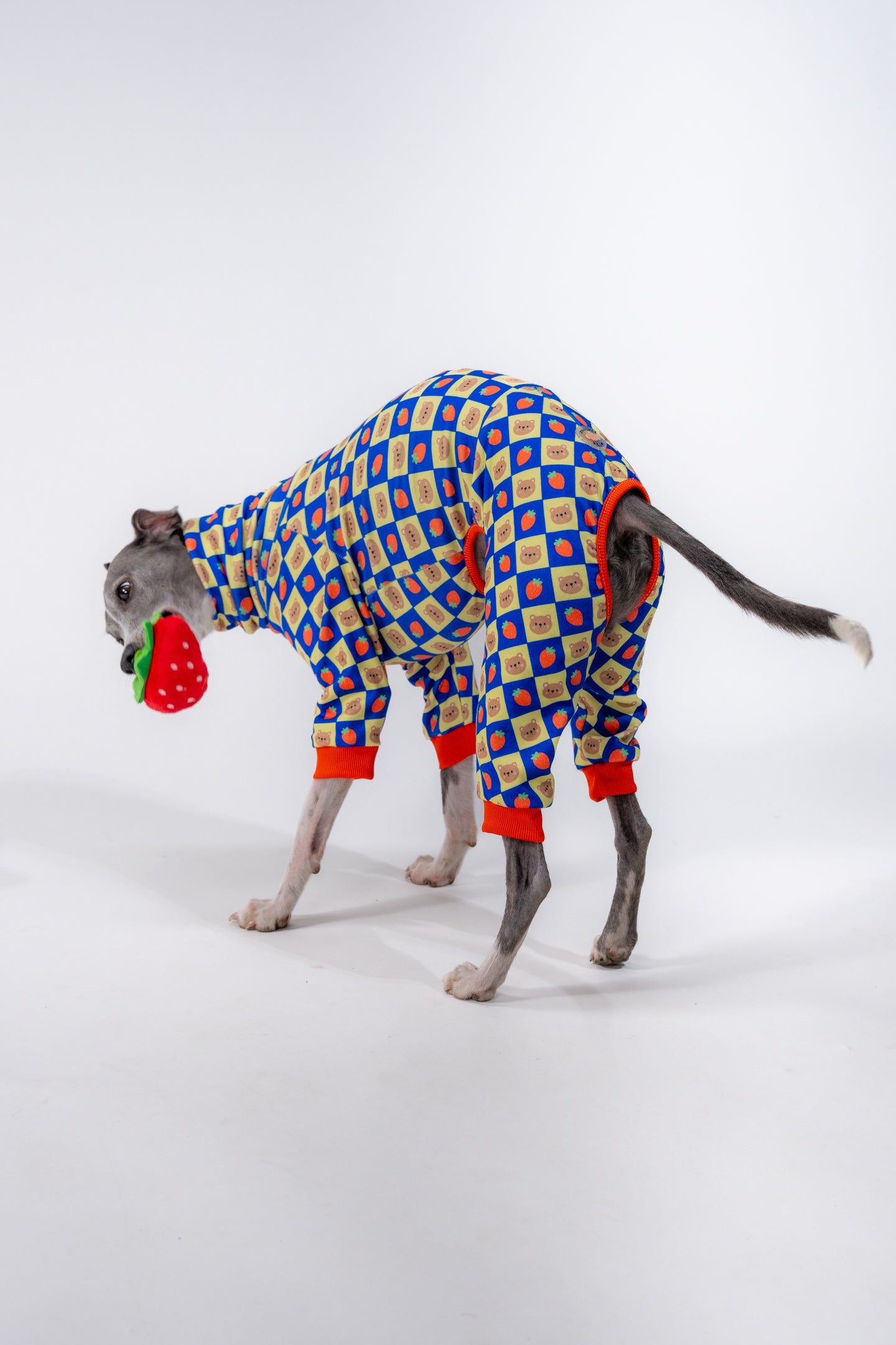 a whippet wearing cosy and flexible dog clothing in a red yellow and blue pattern. 
