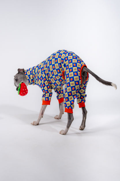 a whippet wearing cosy and flexible dog clothing in a red yellow and blue pattern. 