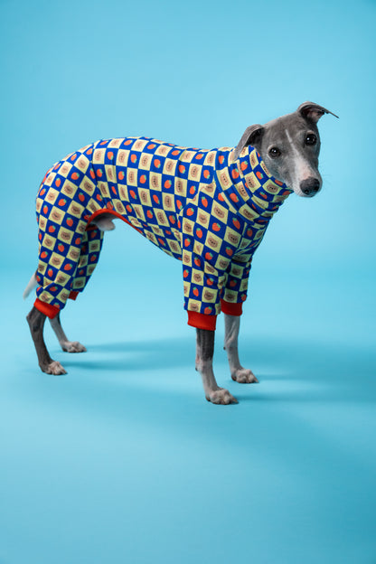 whippet on a blue background in sighthound pj's. the dog clothing is red, yellow and blue with little bears and strawberries on the pattern. 