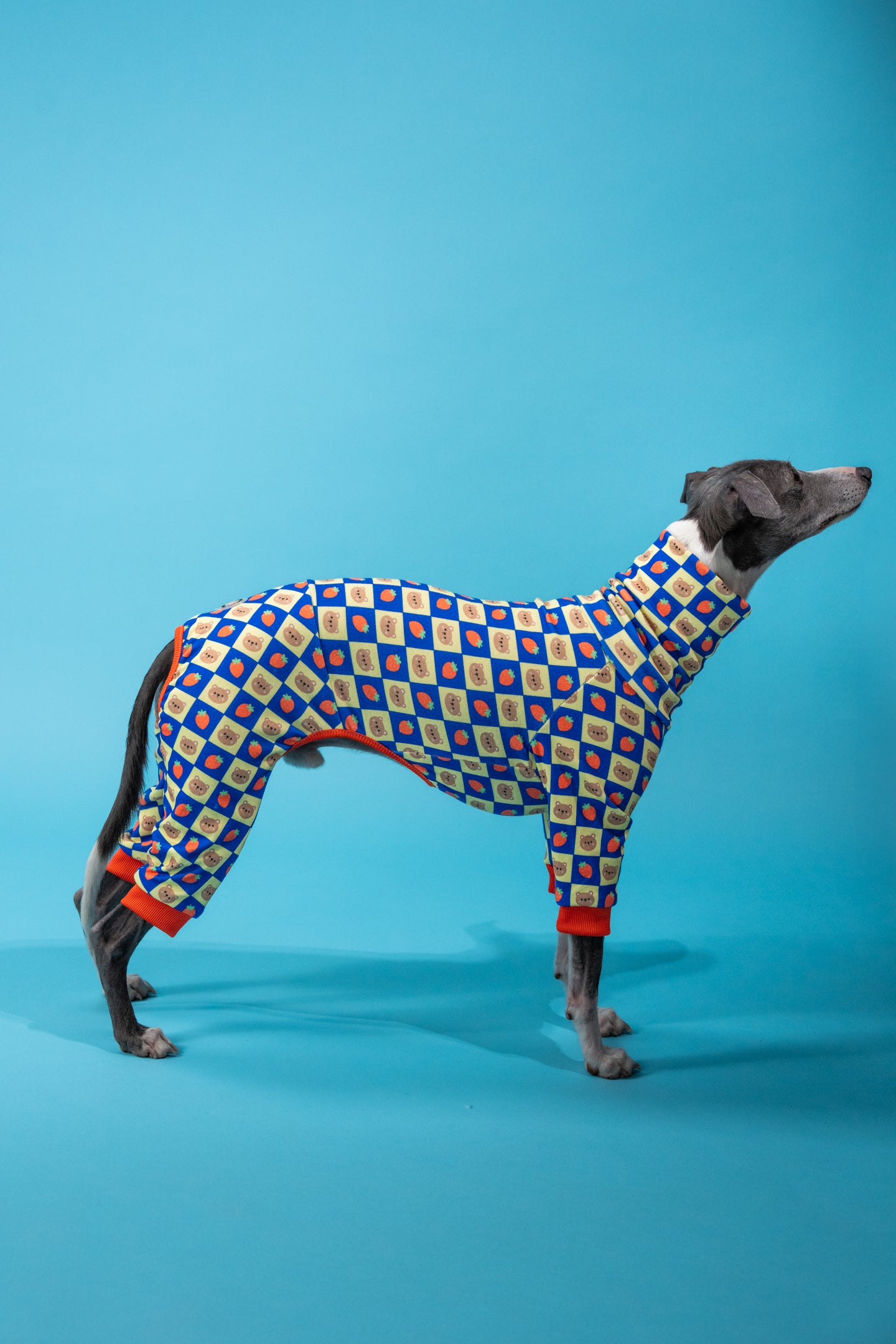 dog photography in a studio of a whippet wearing super soft dog clothing in a fun pattern. 