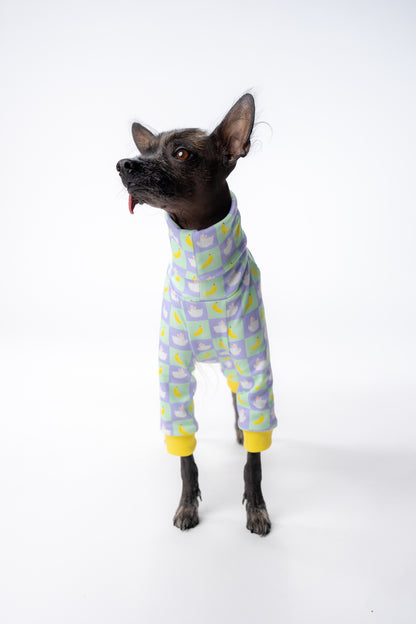 mexican hairless clothing in a bright and bold pattern, in a studio and worn by a xolo. 